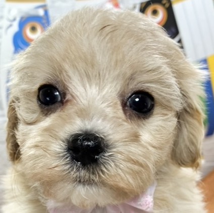 ハーフ犬女の子の写真