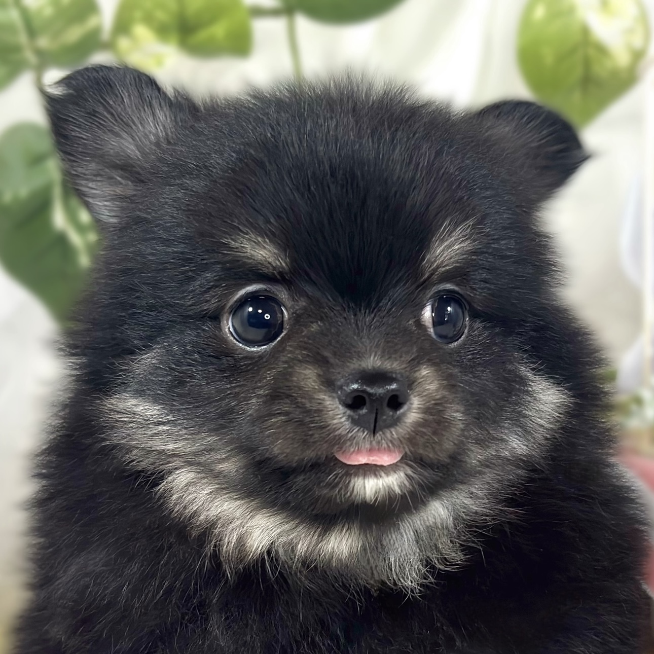 ハーフ犬男の子の写真