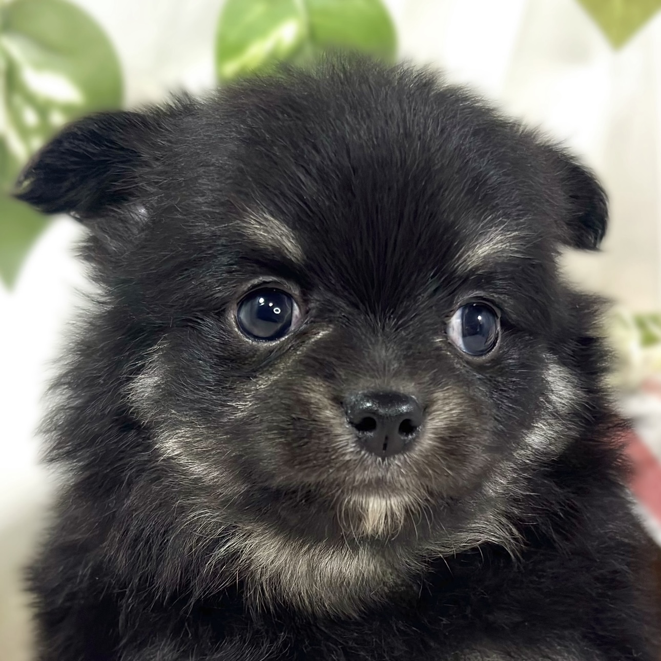 ハーフ犬男の子の写真