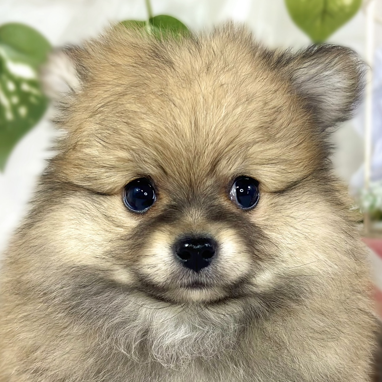 ハーフ犬男の子の写真