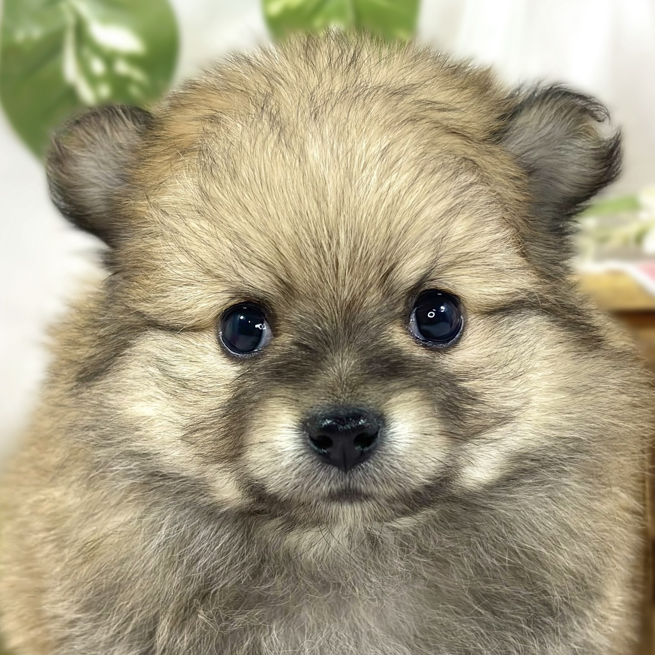 ハーフ犬男の子の写真
