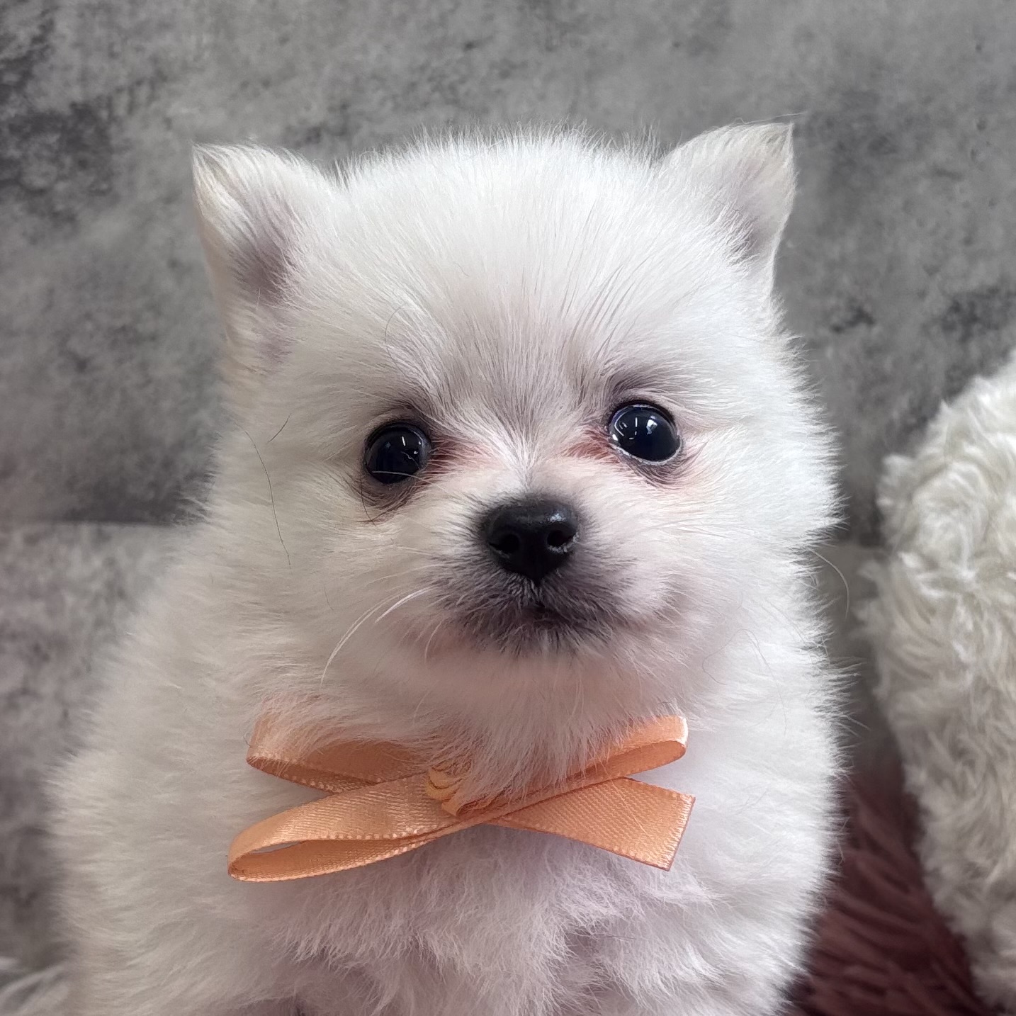 ミックス犬男の子の写真
