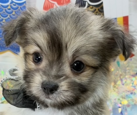 ハーフ犬男の子の写真