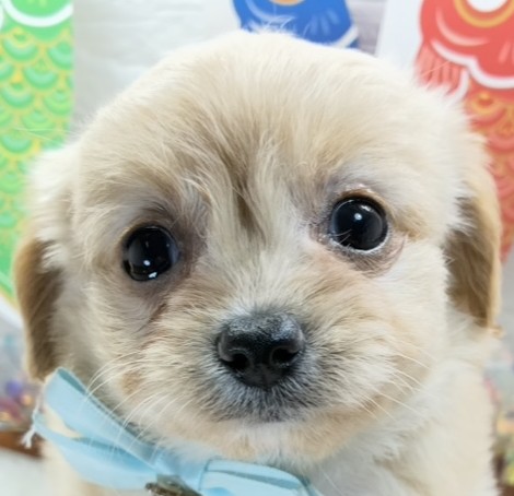 ハーフ犬女の子の写真