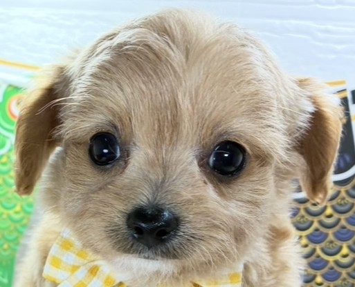 ハーフ犬女の子の写真