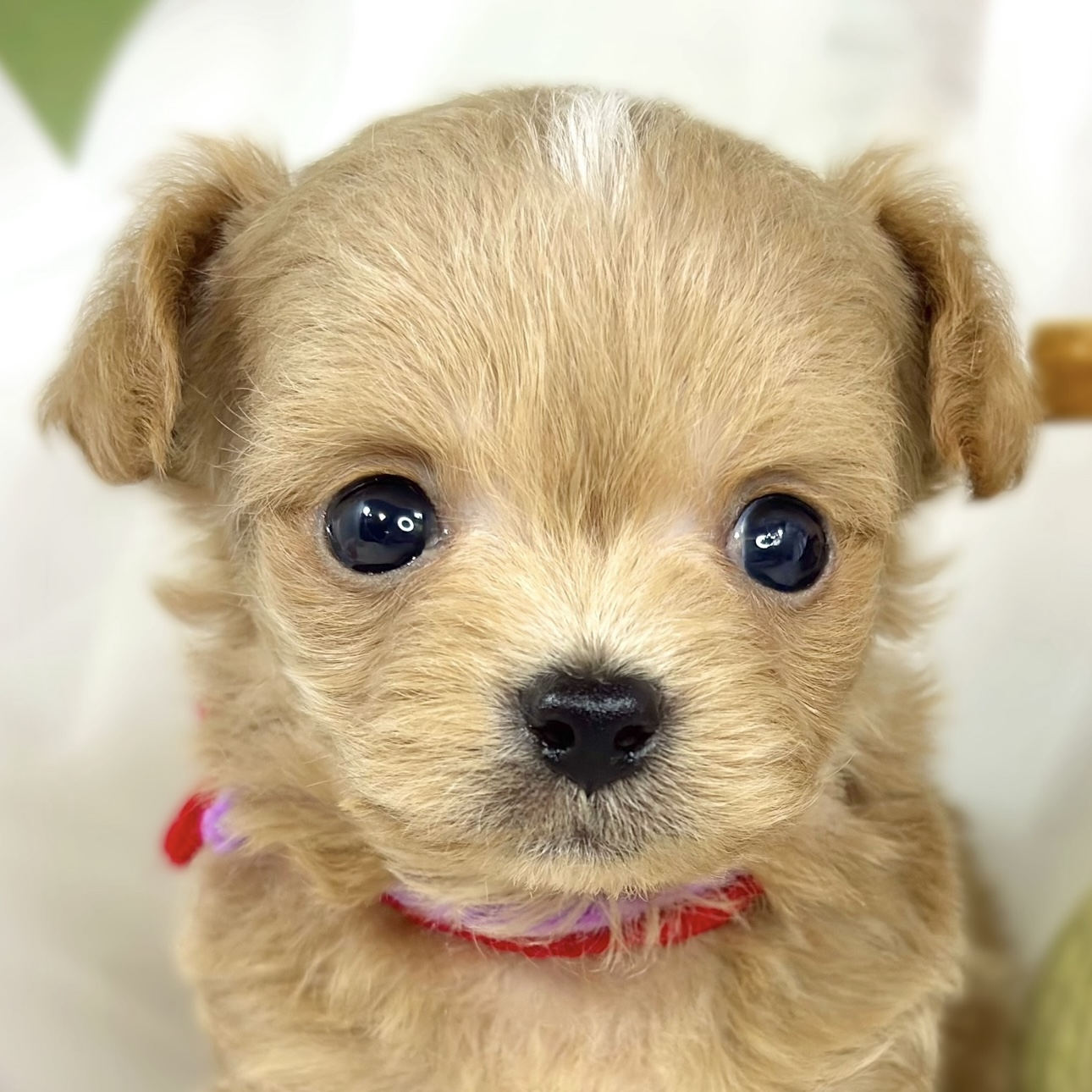 ハーフ犬男の子の写真