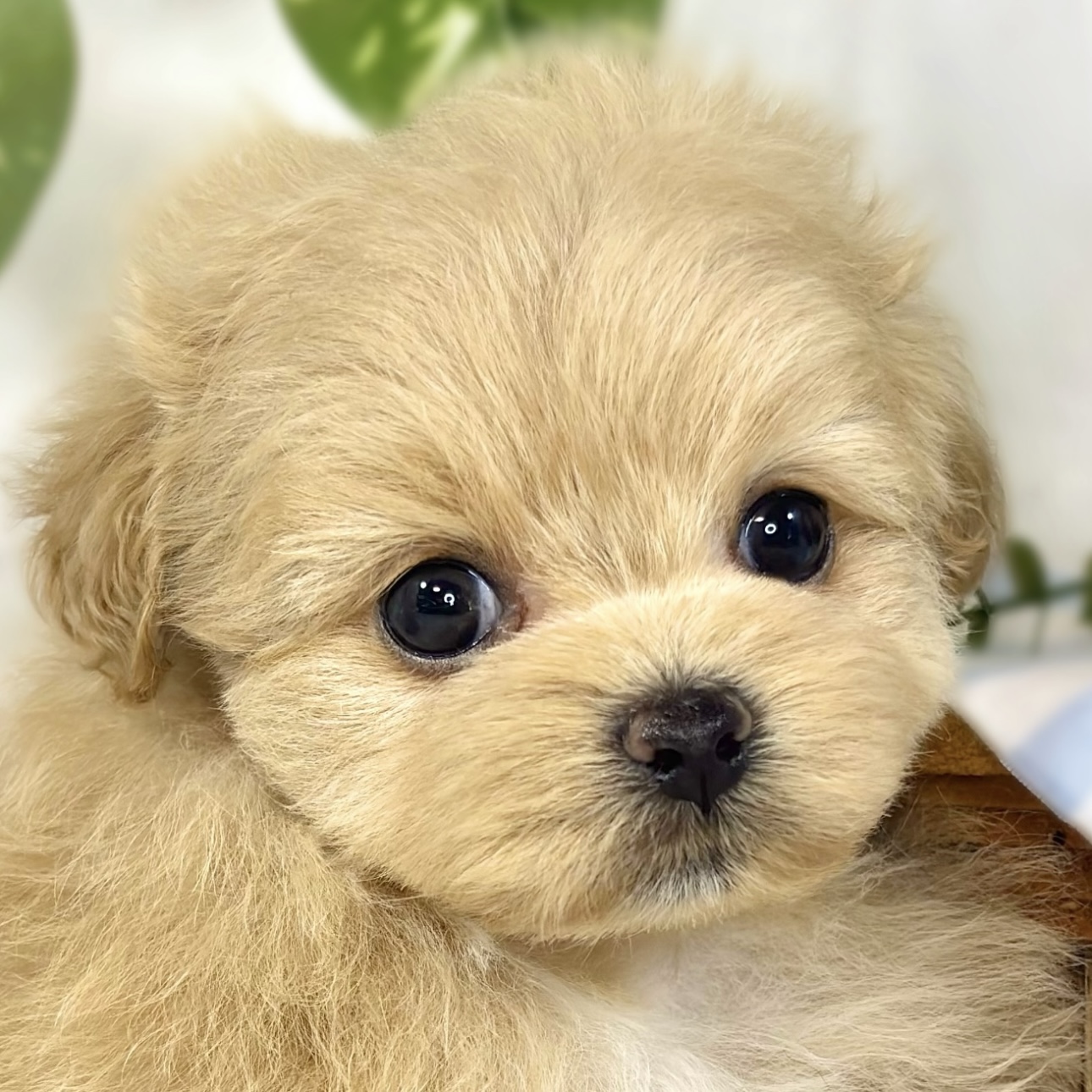 ハーフ犬女の子の写真