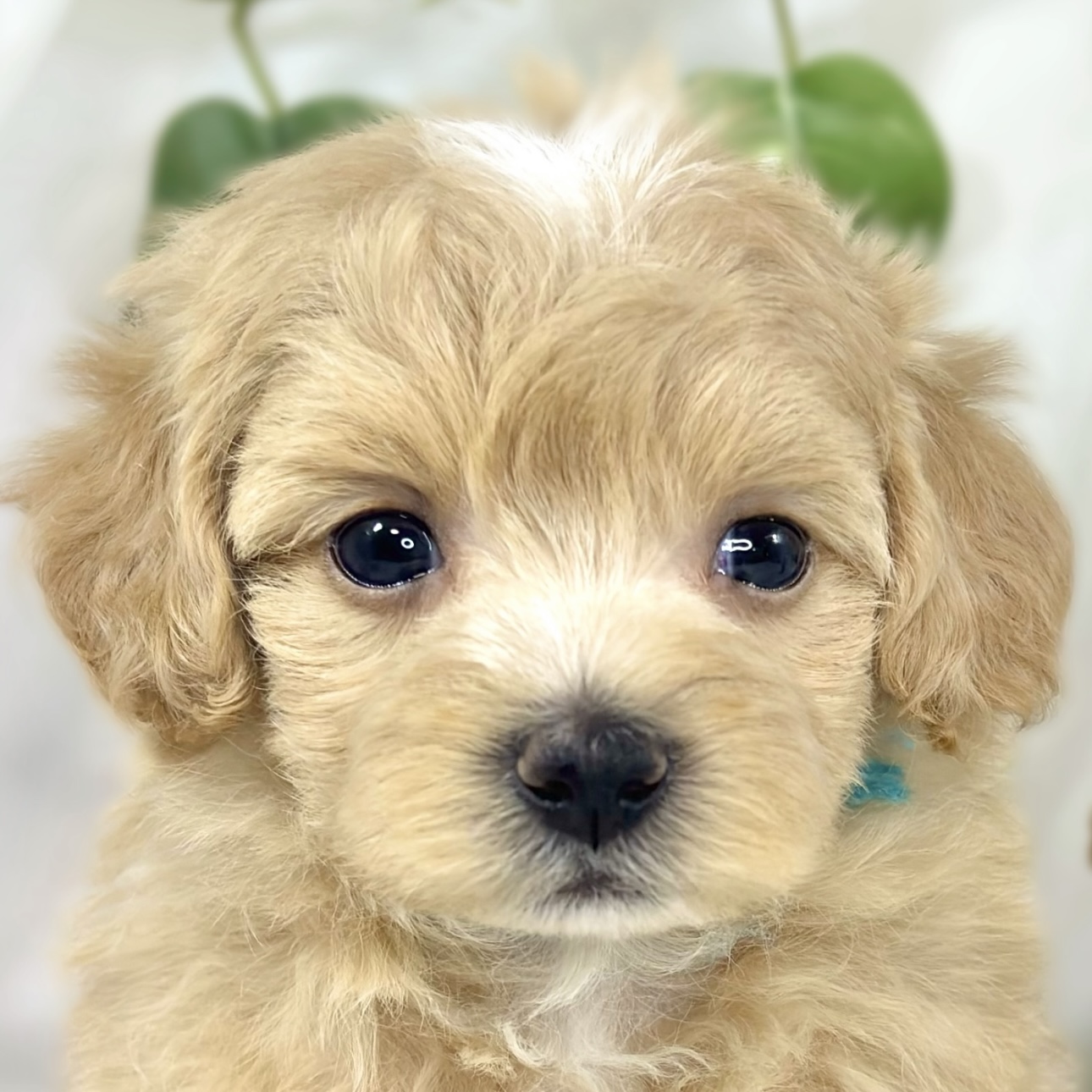ハーフ犬女の子の写真