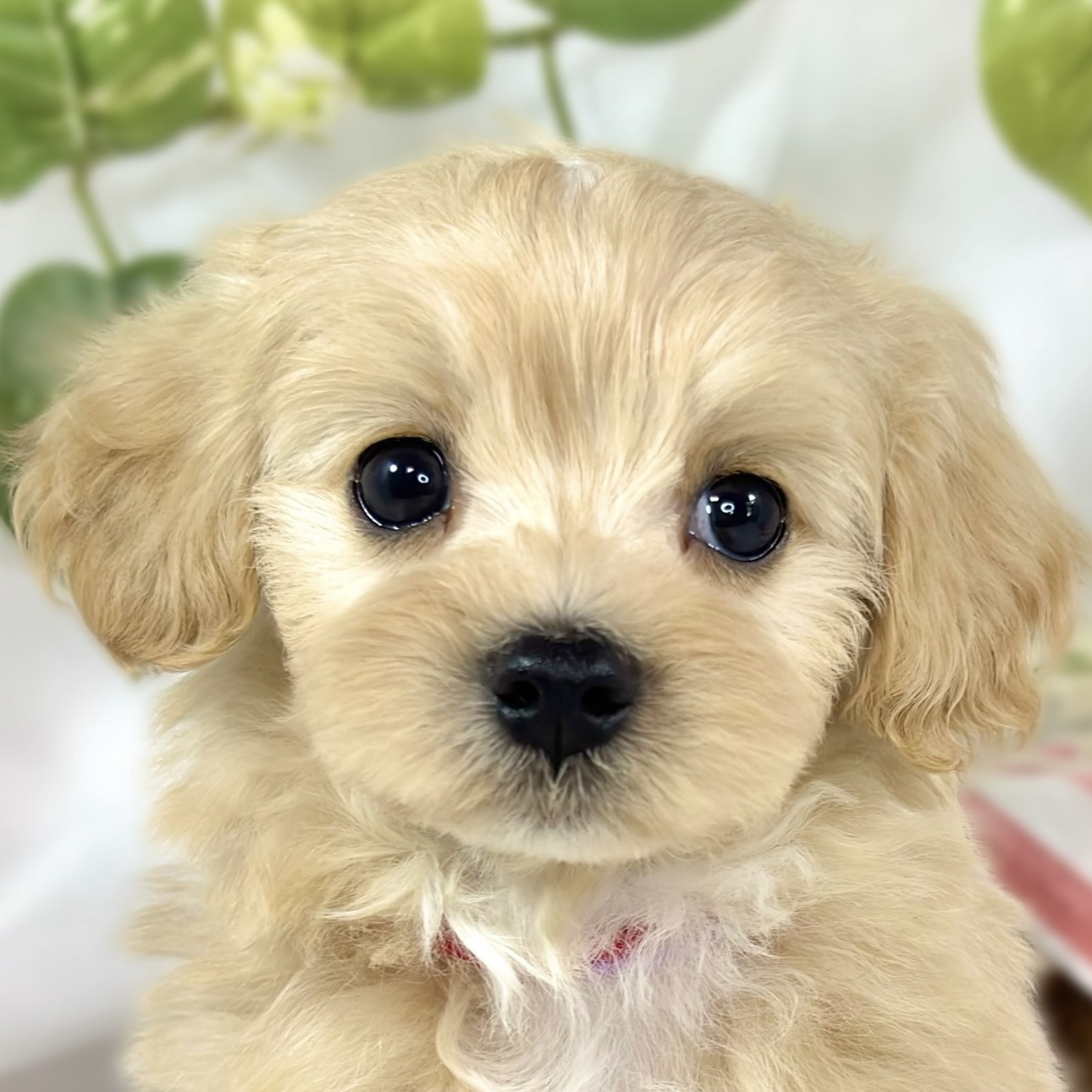ハーフ犬男の子の写真