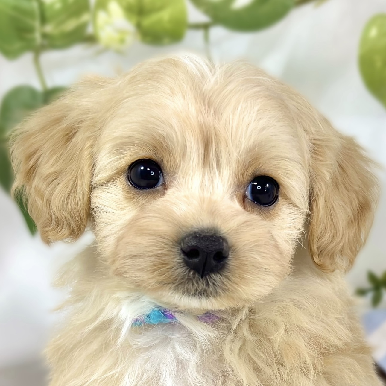 ハーフ犬女の子の写真
