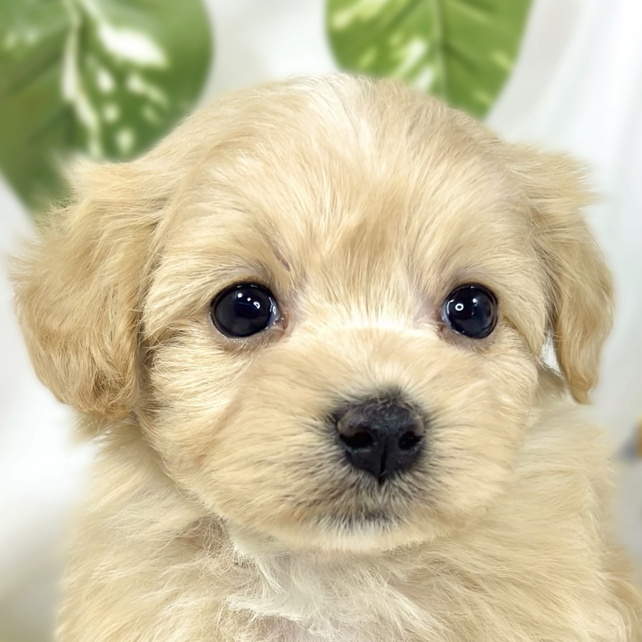ハーフ犬女の子の写真