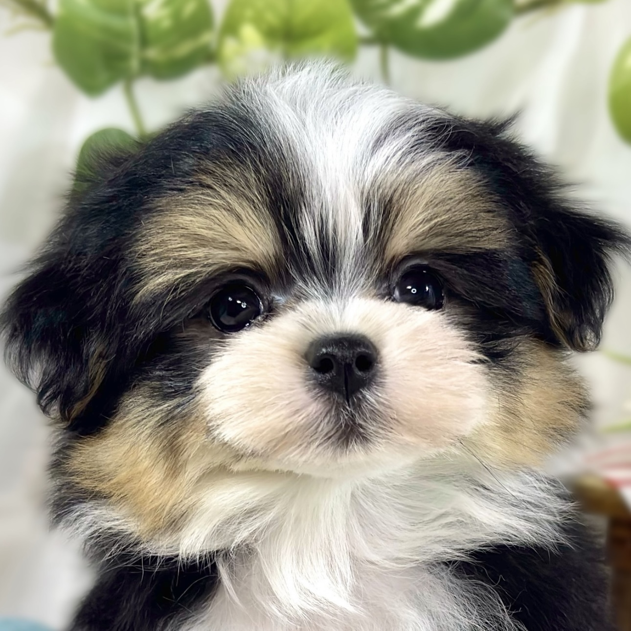 ハーフ犬男の子の写真