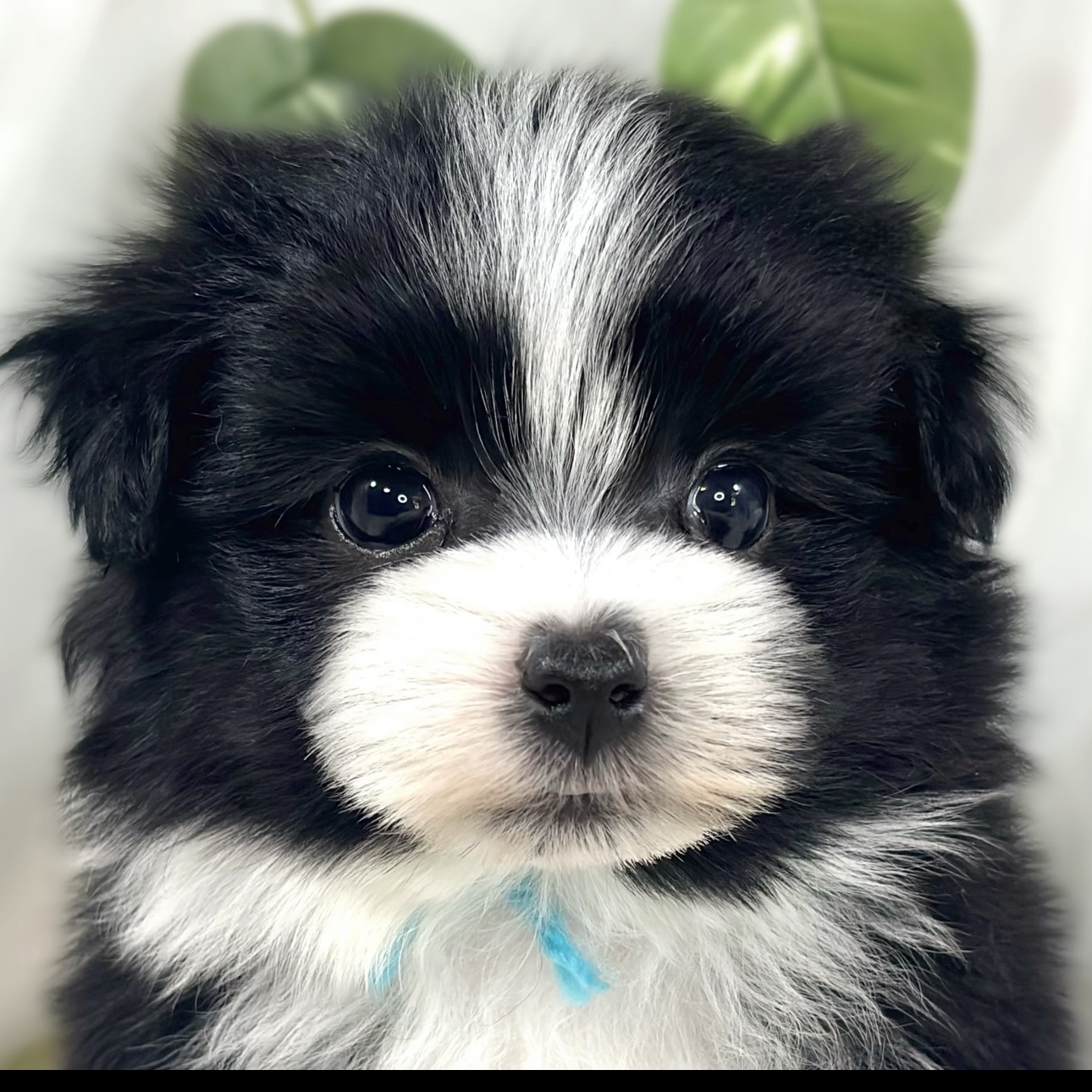 ハーフ犬男の子の写真