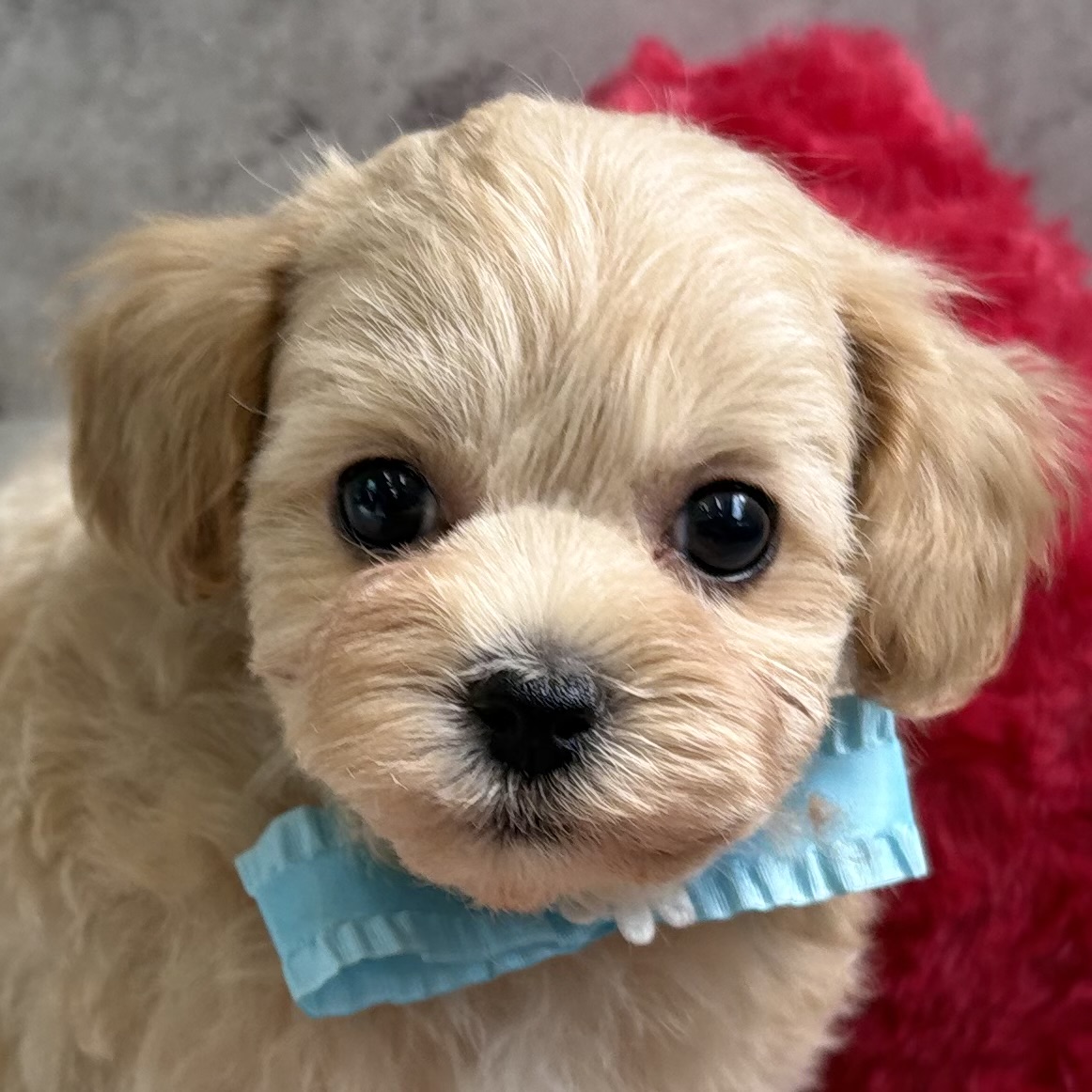 ハーフ犬男の子の写真