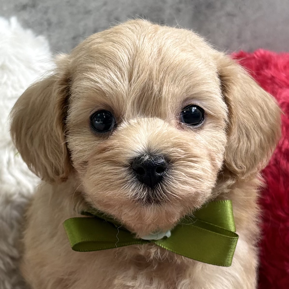 ハーフ犬男の子の写真