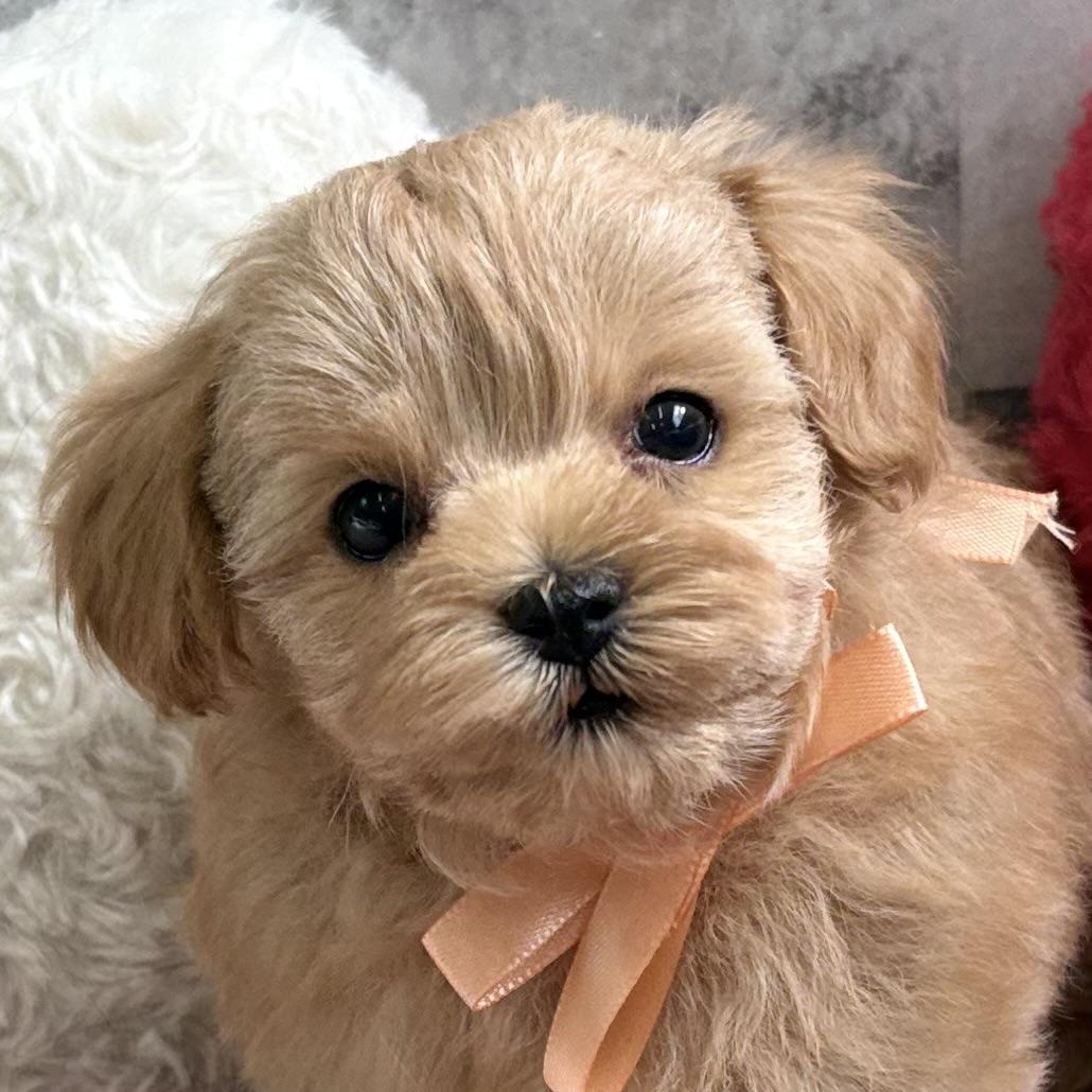 ハーフ犬女の子の写真