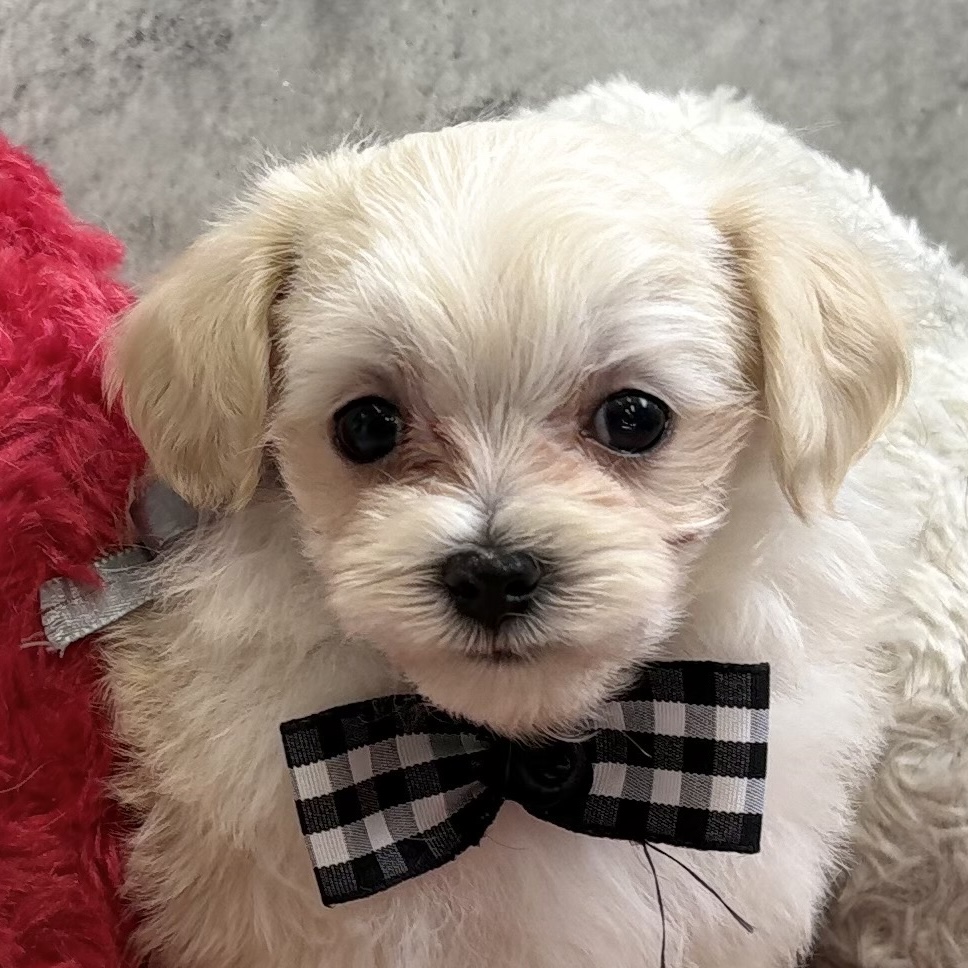 ハーフ犬男の子の写真