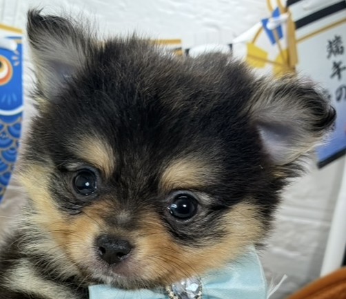 ハーフ犬男の子の写真