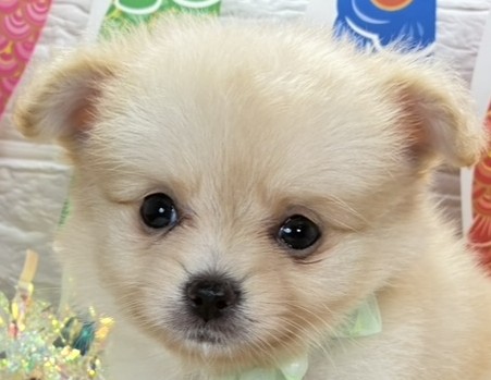ハーフ犬男の子の写真