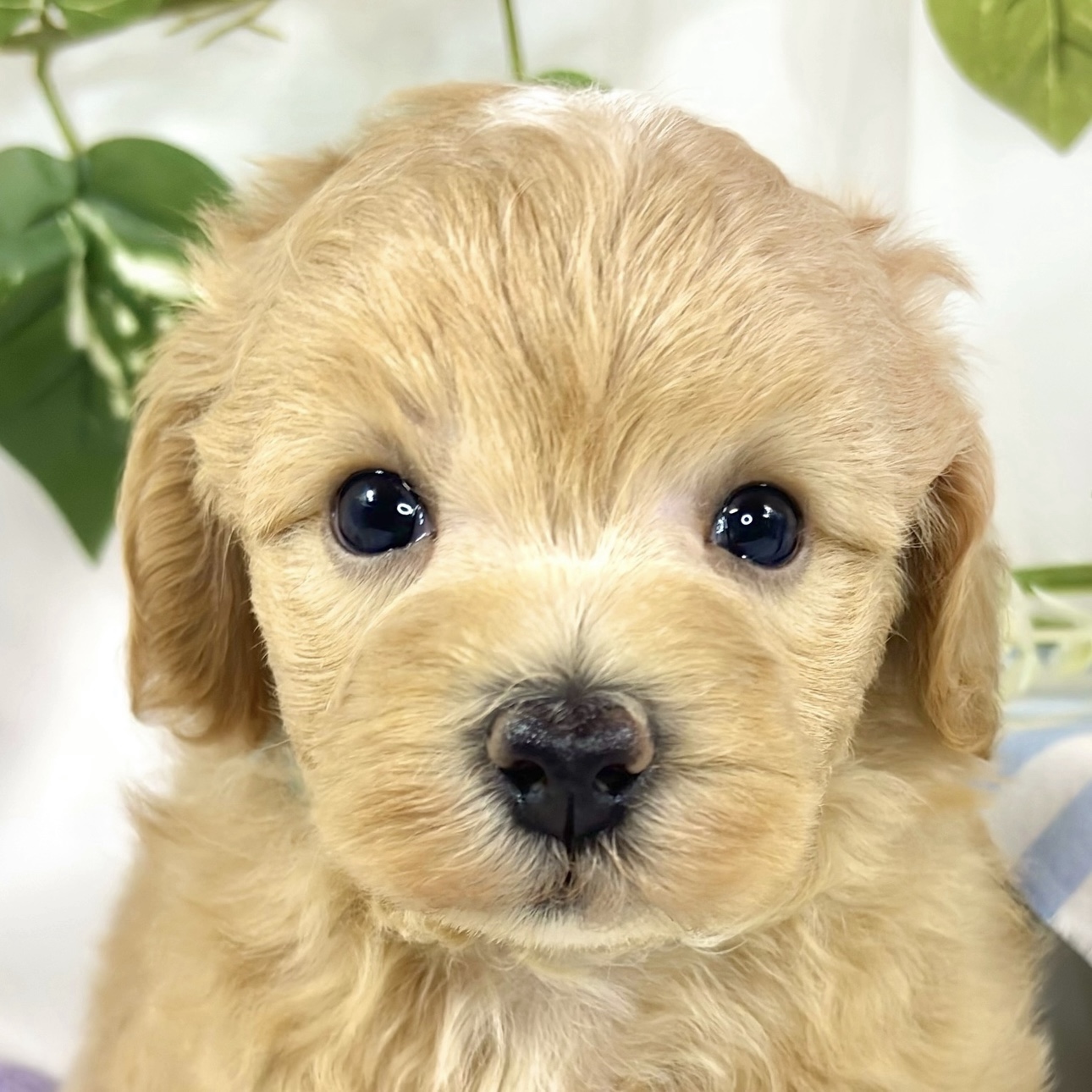 ハーフ犬男の子の写真