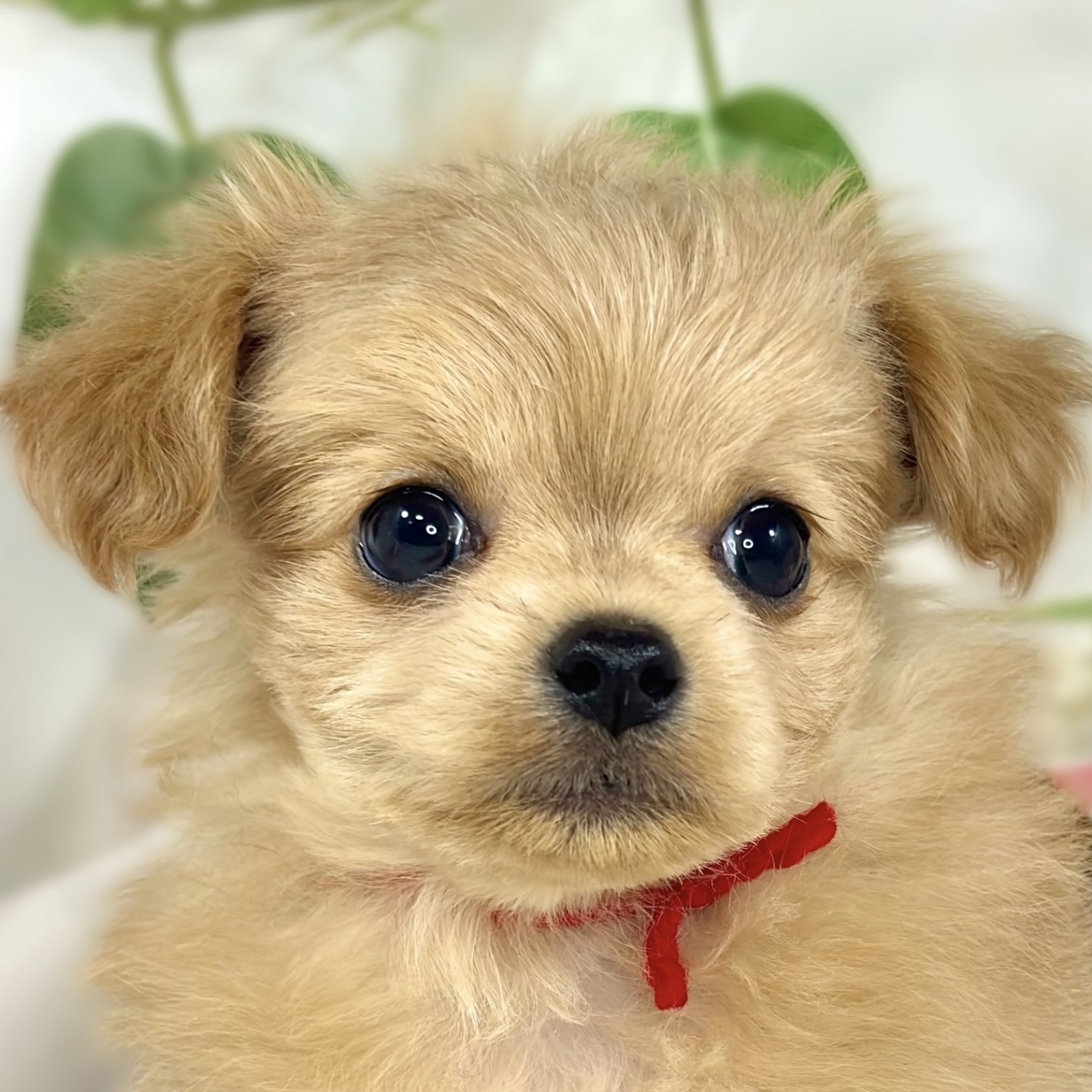 ハーフ犬男の子の写真
