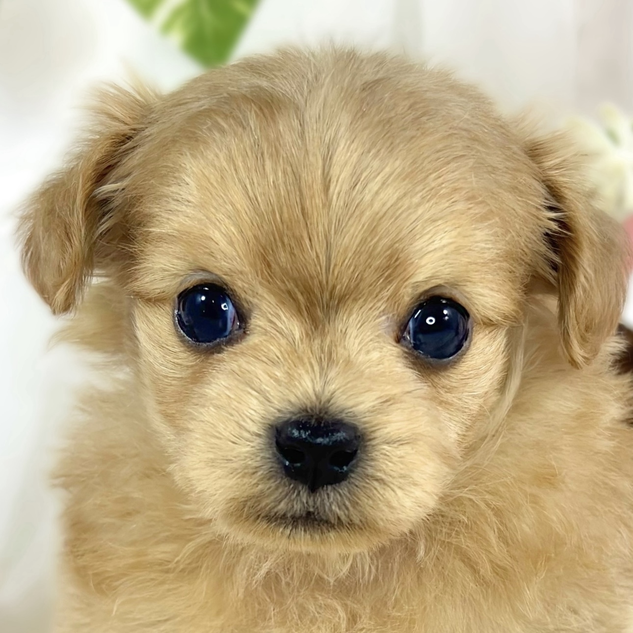 ハーフ犬男の子の写真