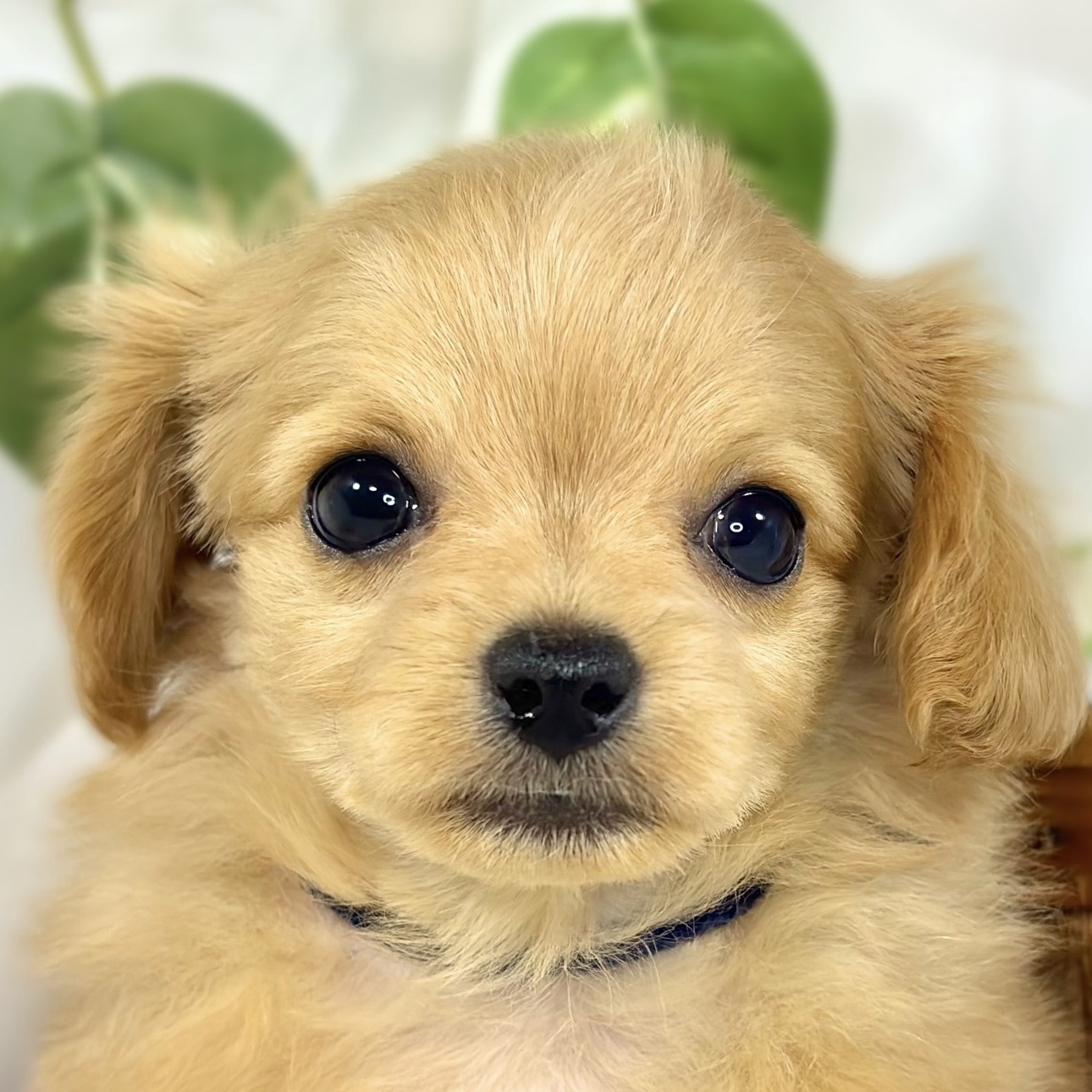 ハーフ犬男の子の写真