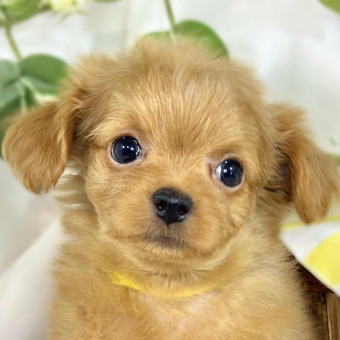 ハーフ犬男の子の写真