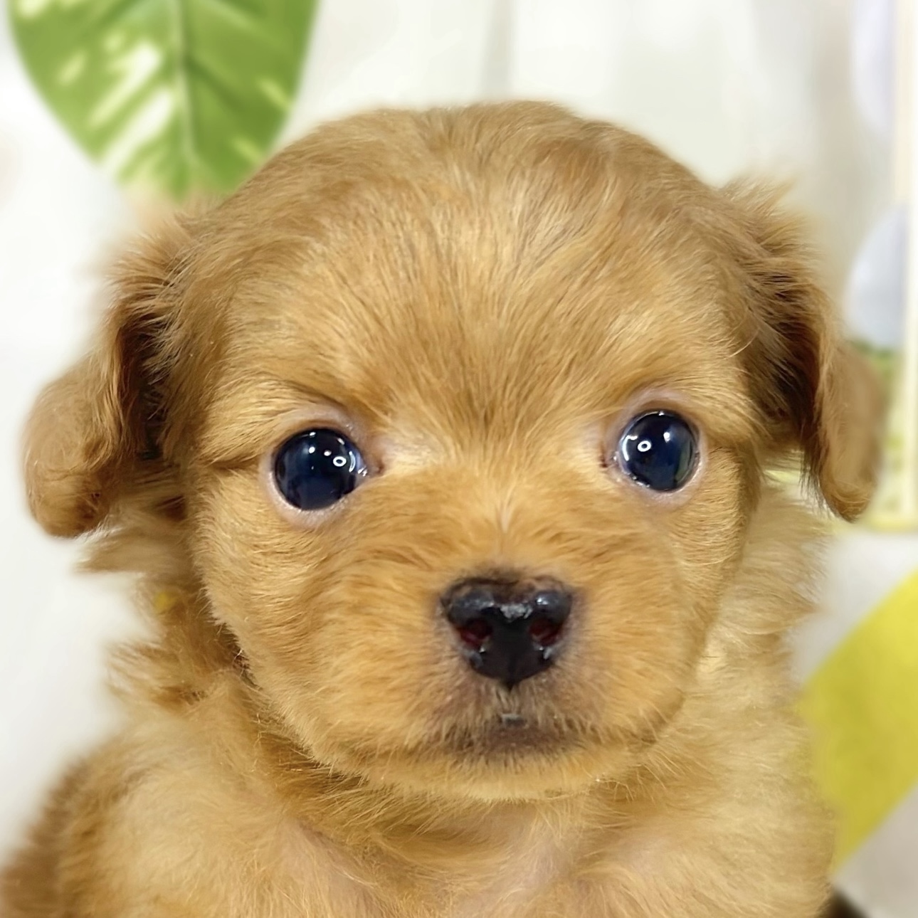 ハーフ犬男の子の写真