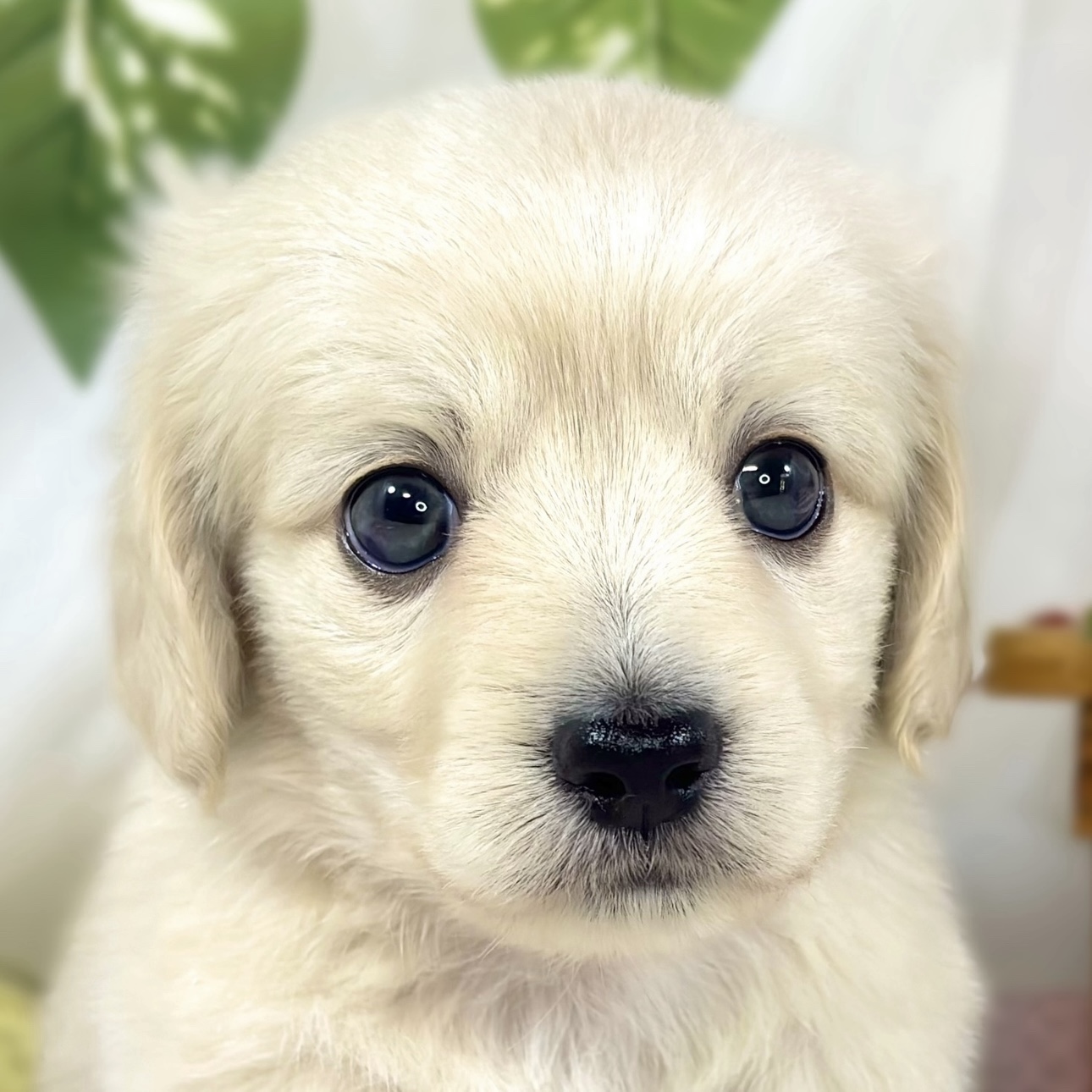 ハーフ犬女の子の写真