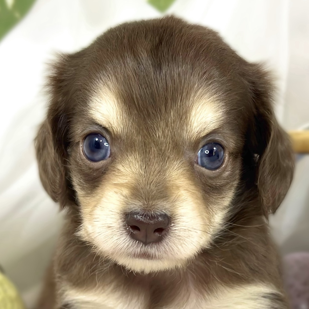 ハーフ犬女の子の写真