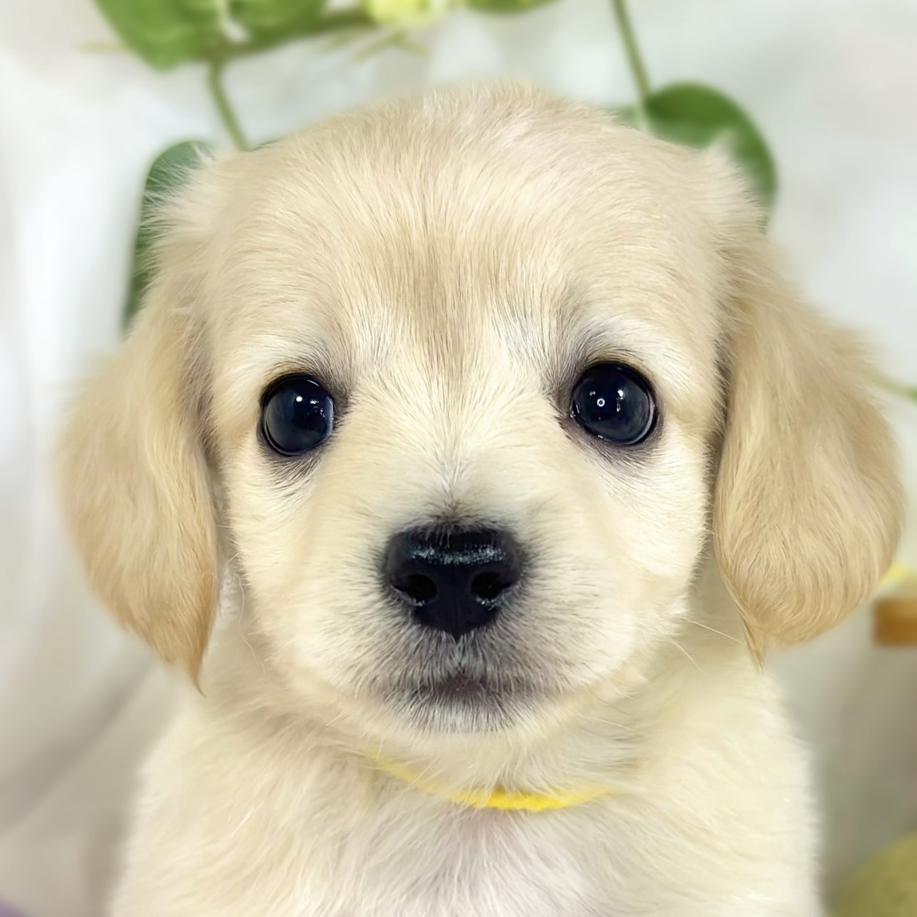 ハーフ犬男の子の写真