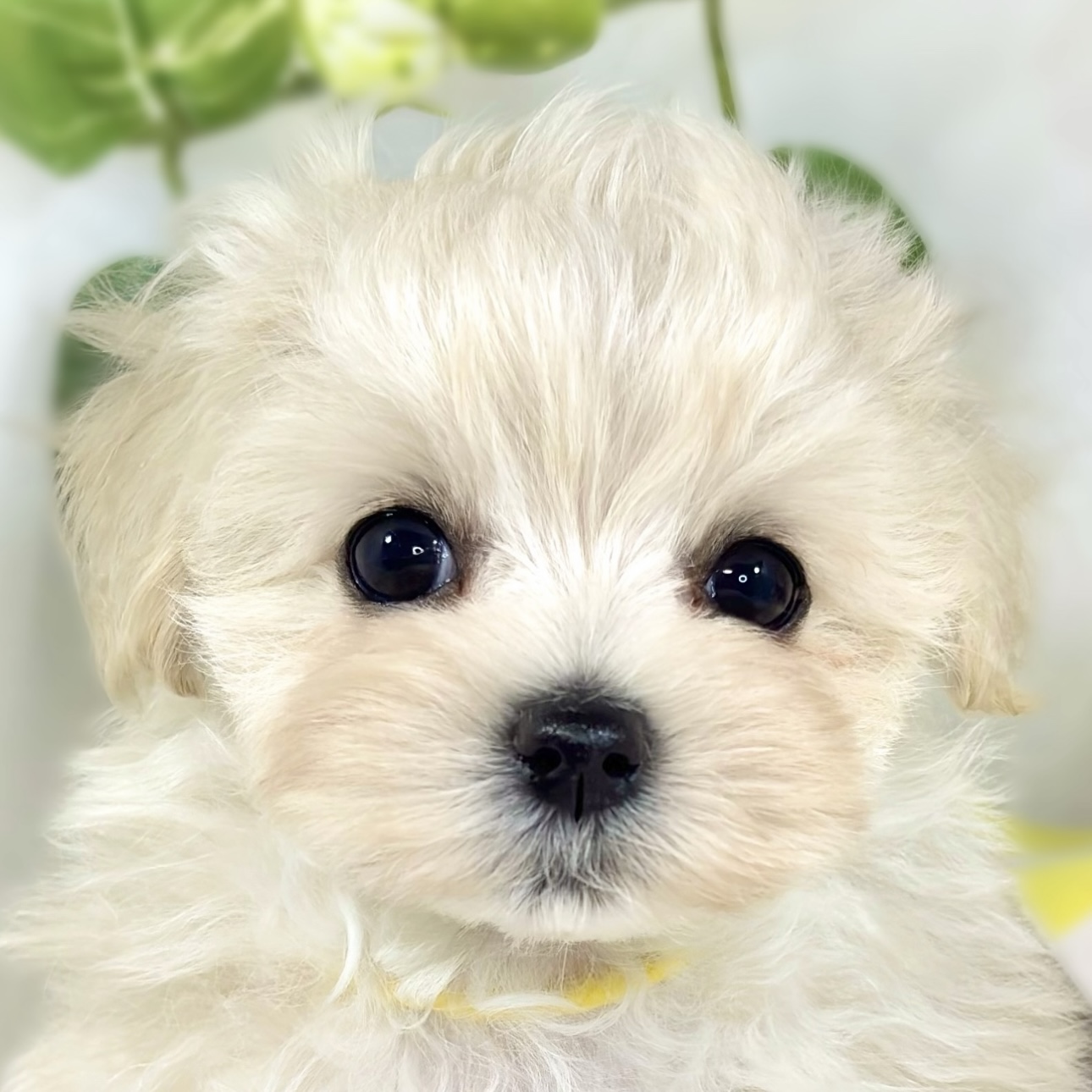 ハーフ犬女の子の写真