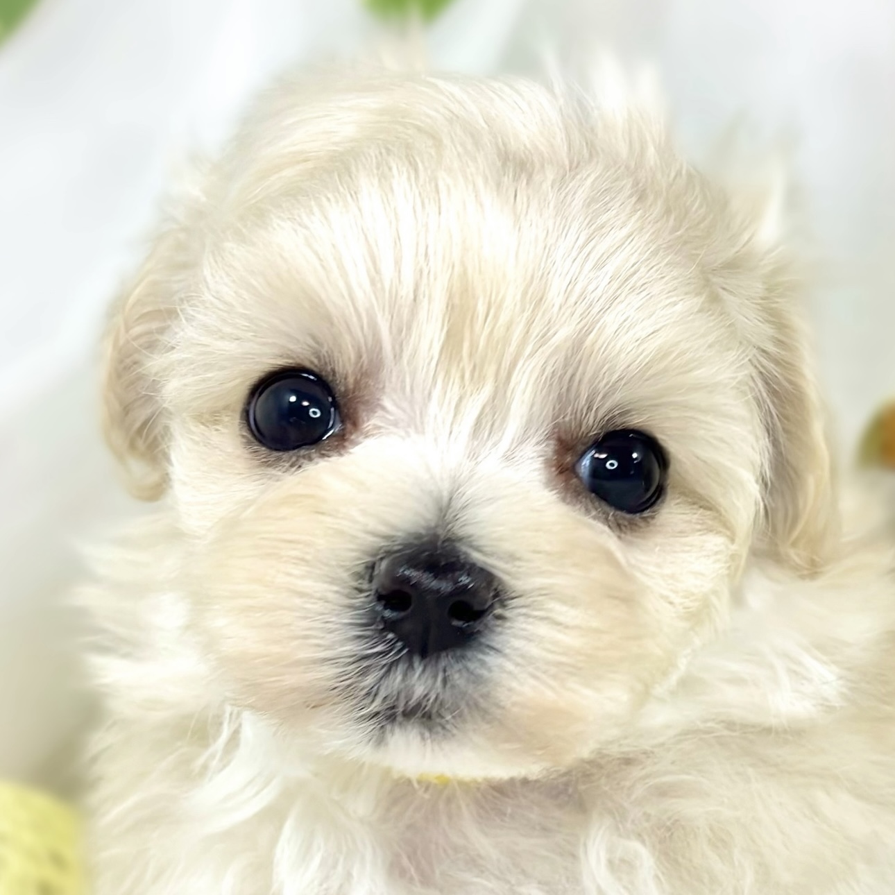 ハーフ犬女の子の写真