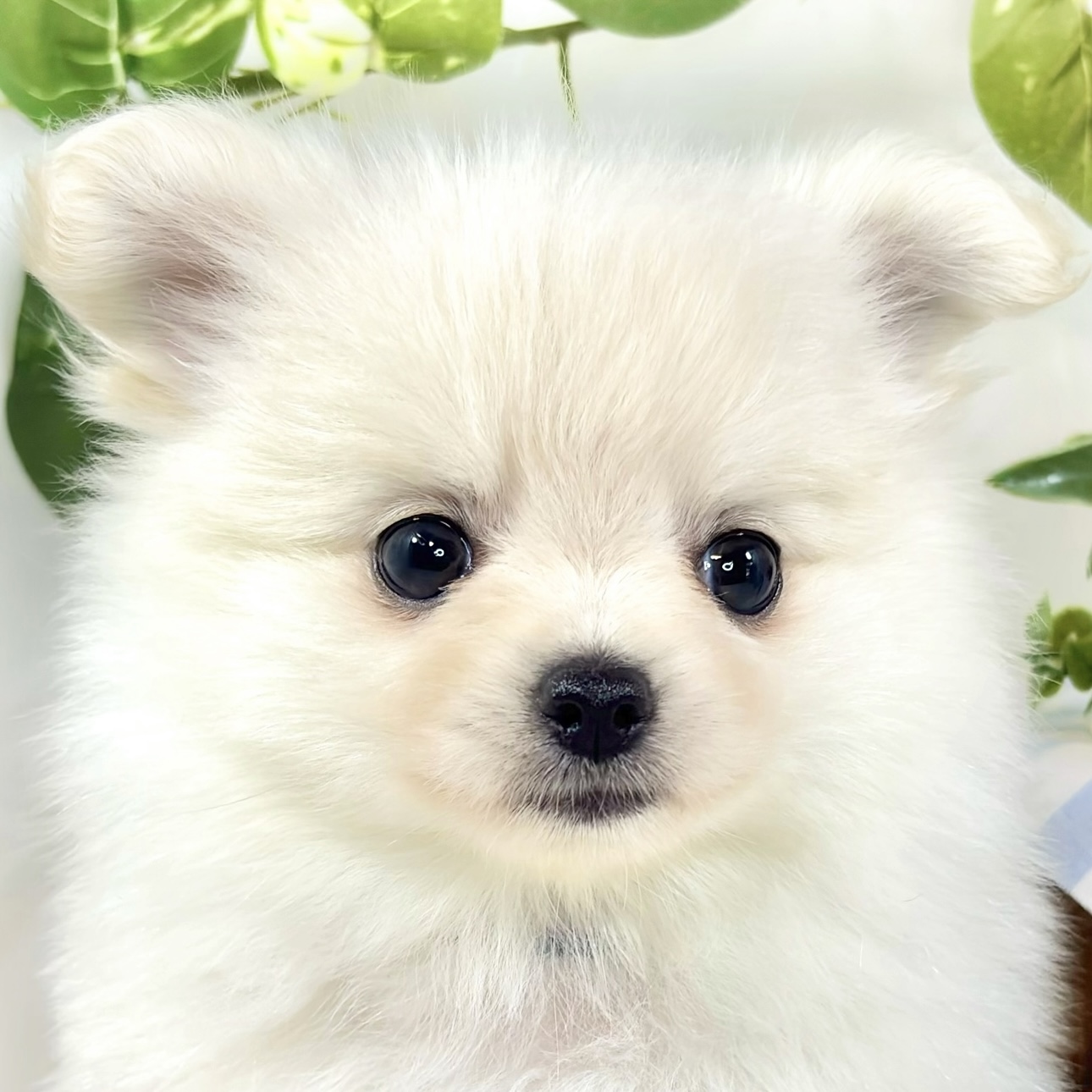 ハーフ犬女の子の写真