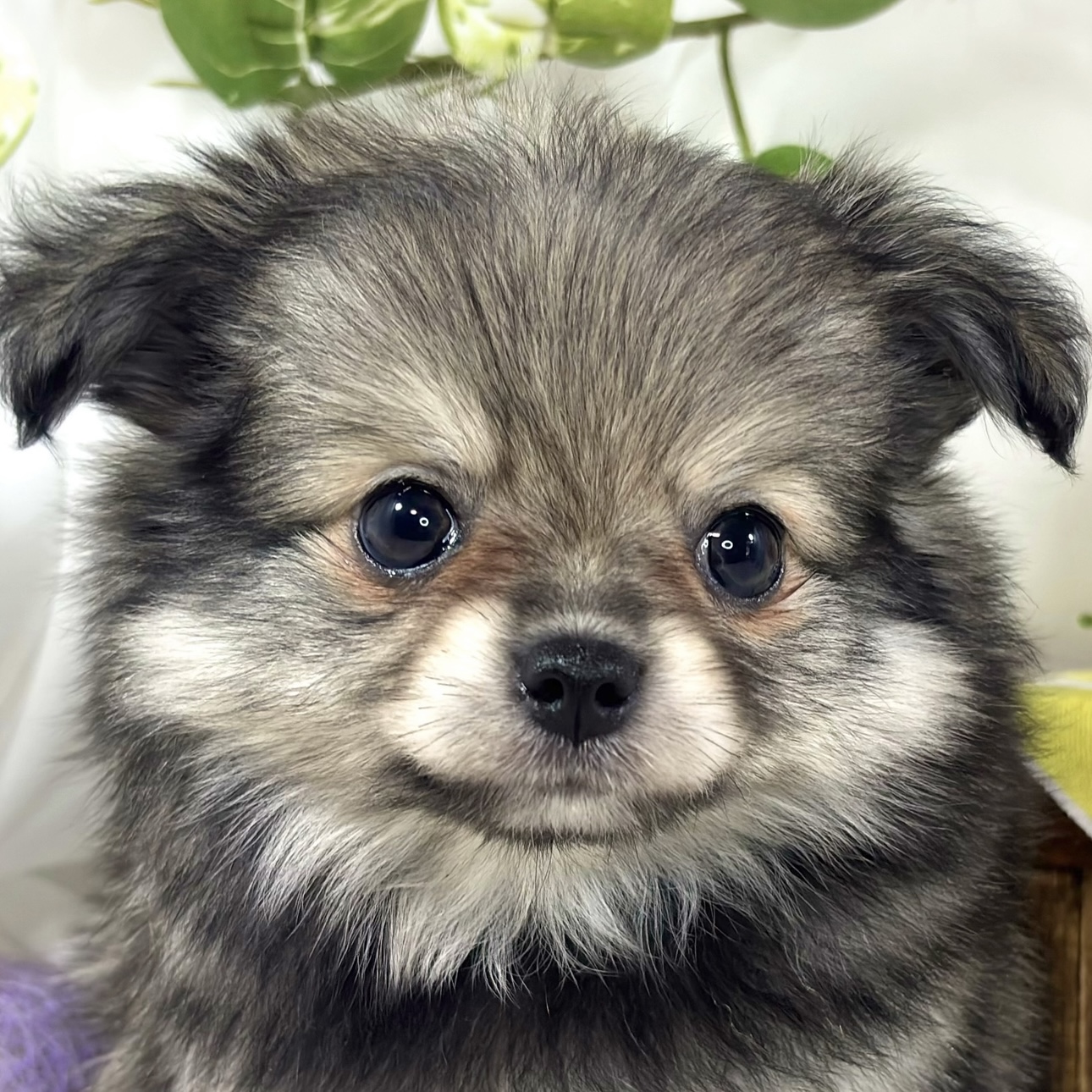 ハーフ犬女の子の写真