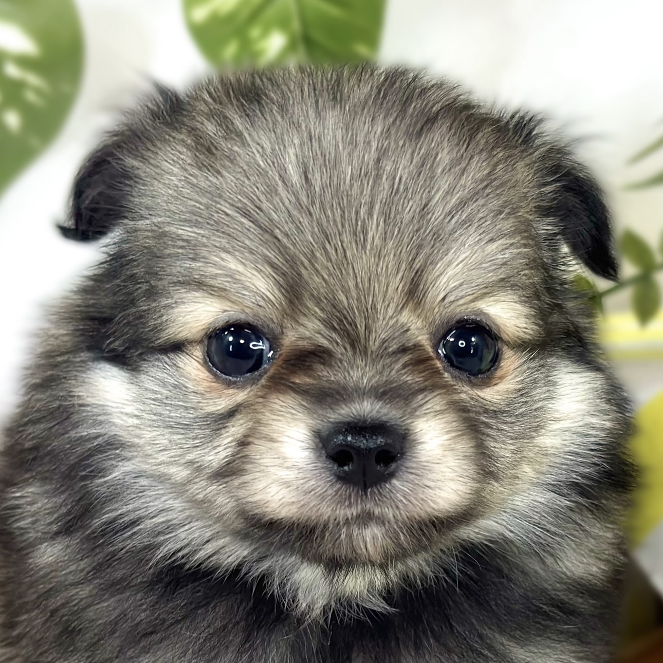 ハーフ犬女の子の写真