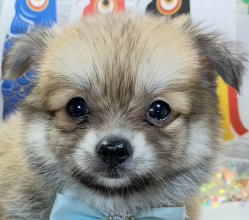 ハーフ犬男の子の写真