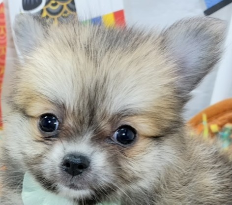 ハーフ犬男の子の写真