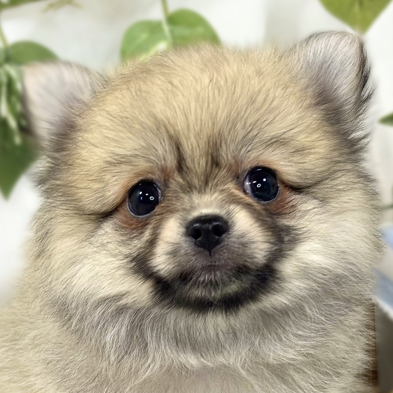 ハーフ犬女の子の写真
