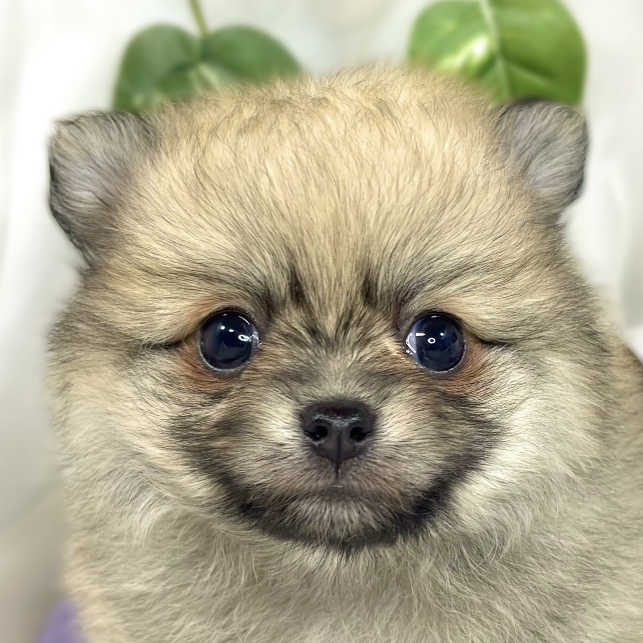 ハーフ犬女の子の写真