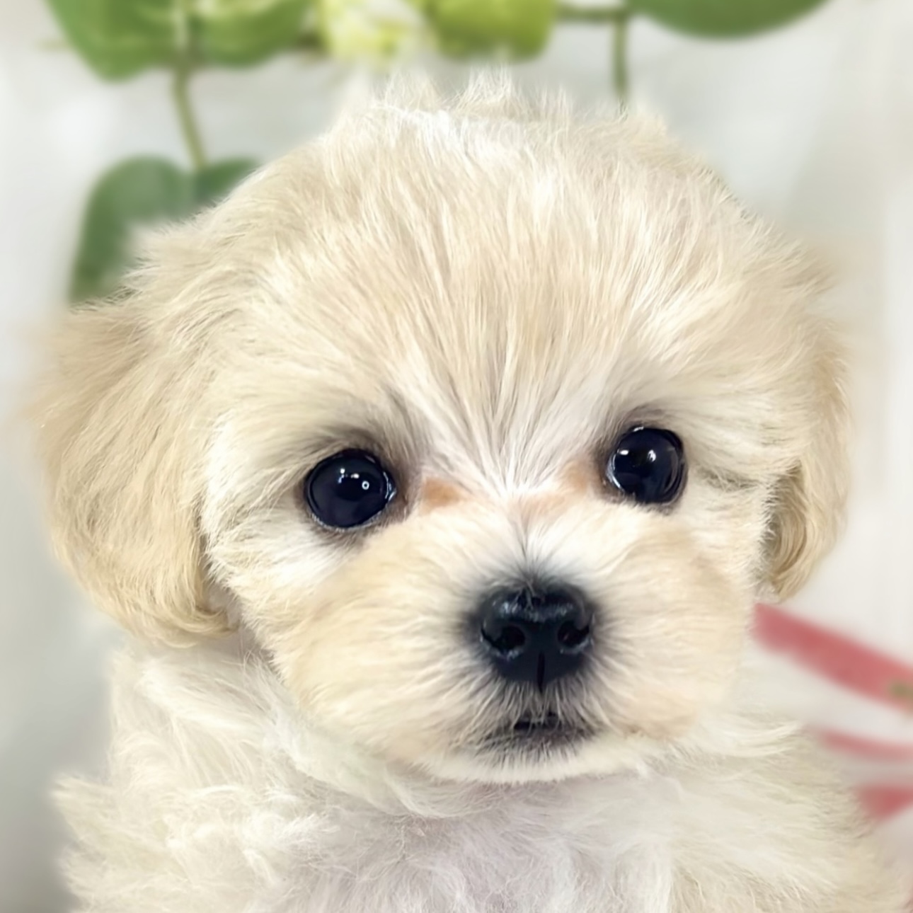 ハーフ犬女の子の写真