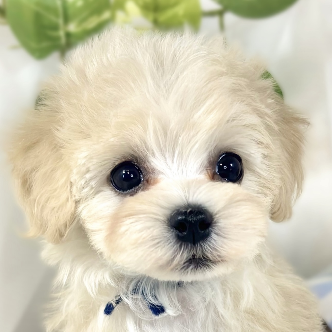 ハーフ犬女の子の写真
