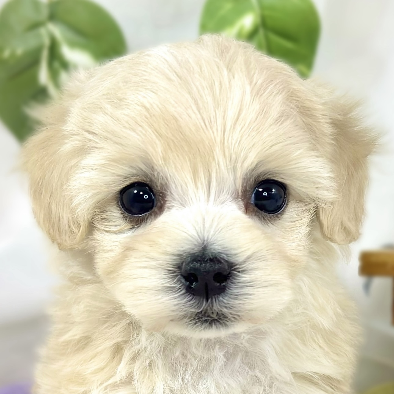 ハーフ犬女の子の写真