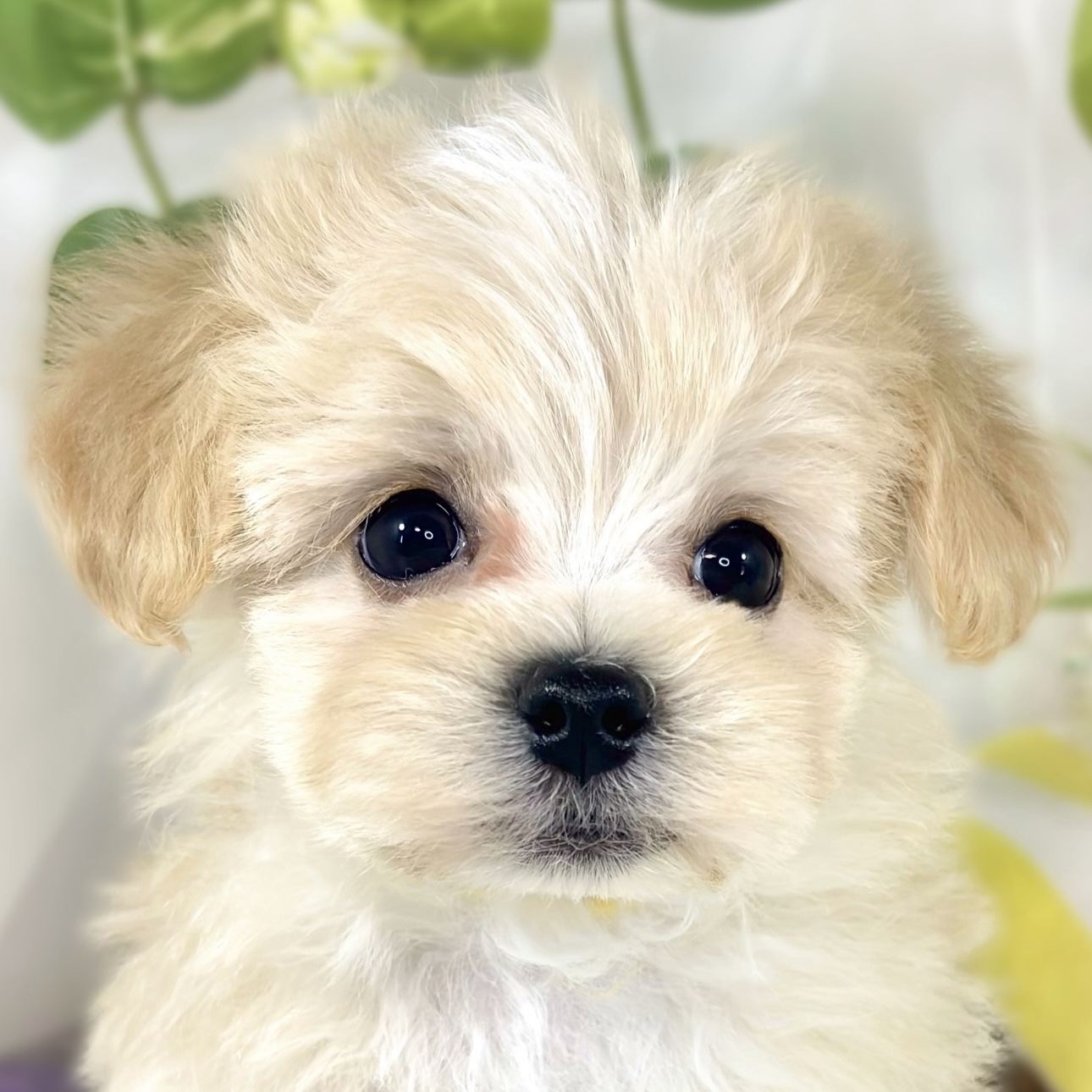 ハーフ犬男の子の写真