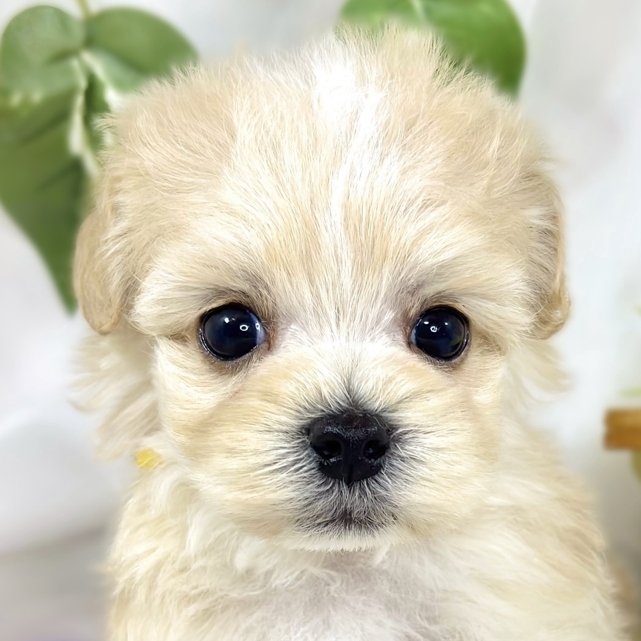 ハーフ犬男の子の写真