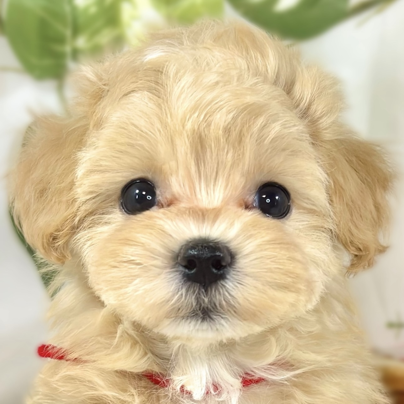ハーフ犬女の子の写真