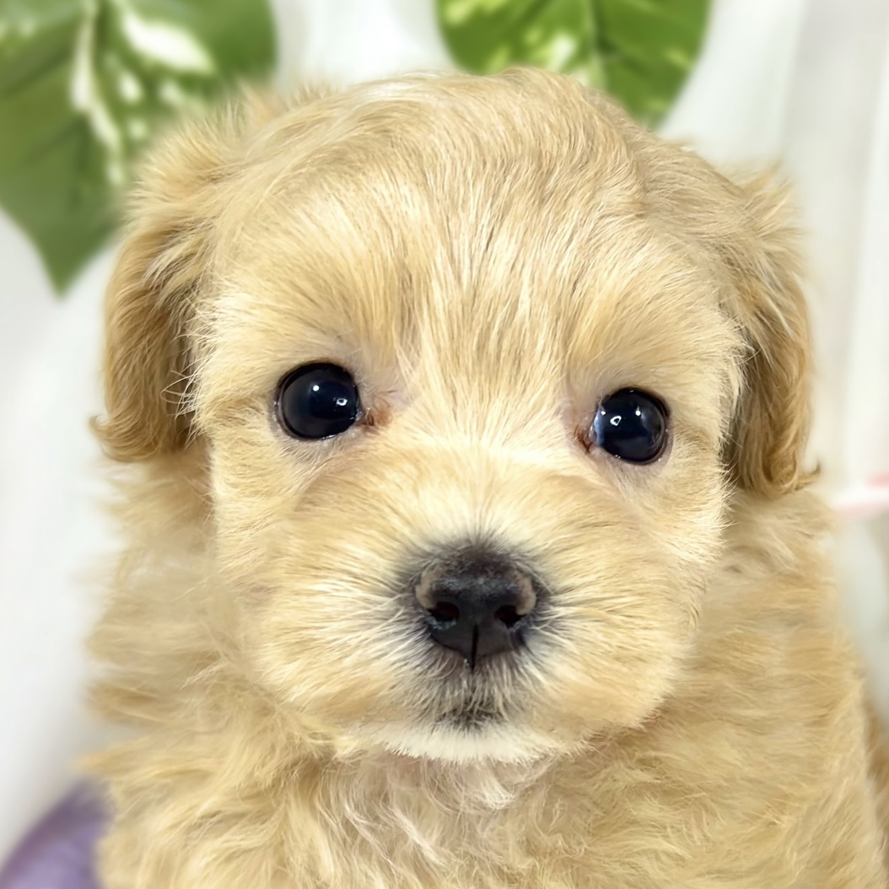 ハーフ犬女の子の写真