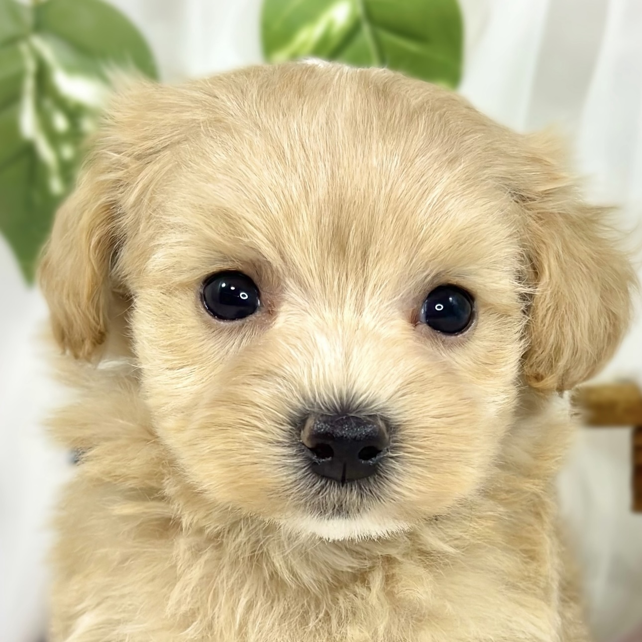 ハーフ犬男の子の写真