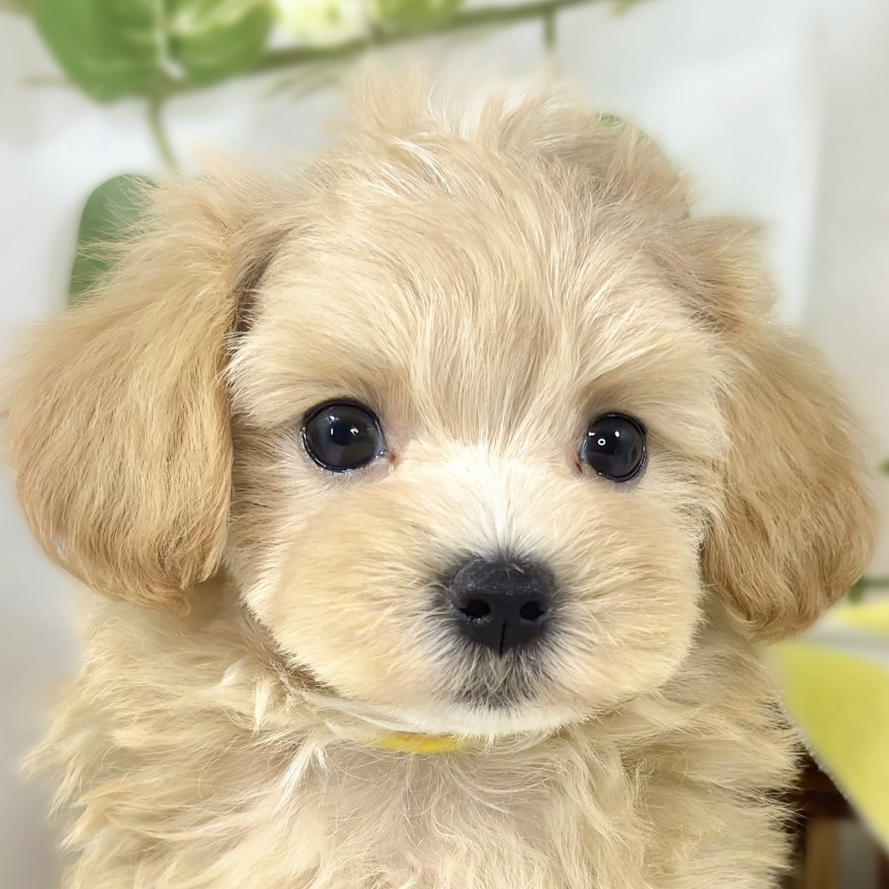 ハーフ犬女の子の写真